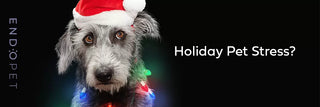 How to Reduce Pet Stress During the Holiday Season