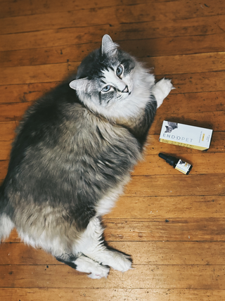 CBD Oil Cats